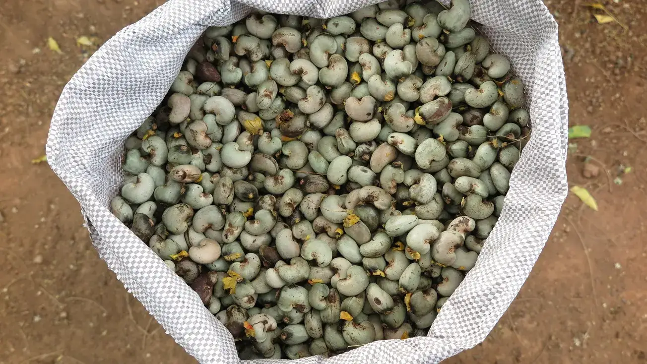 Ceará produz 6 em cada 10 castanhas do Brasil; veja lista das principais cidades produtoras