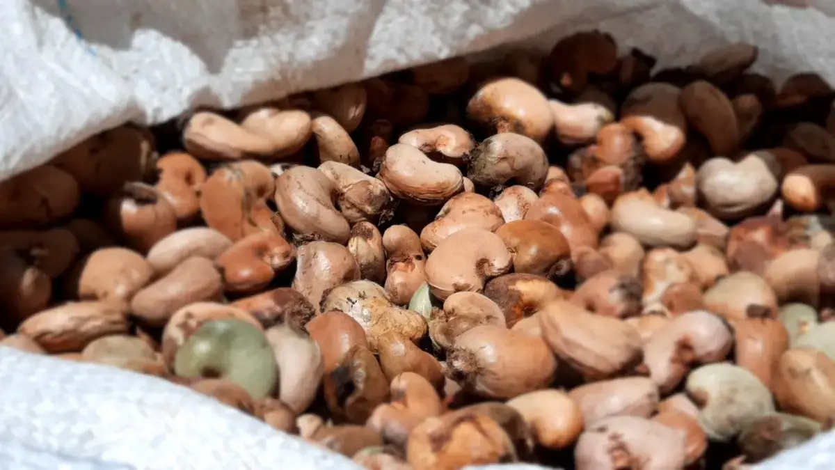 Produção de castanha de caju em cidade cearense cresce 75% em um ano e se torna a maior do Brasil
